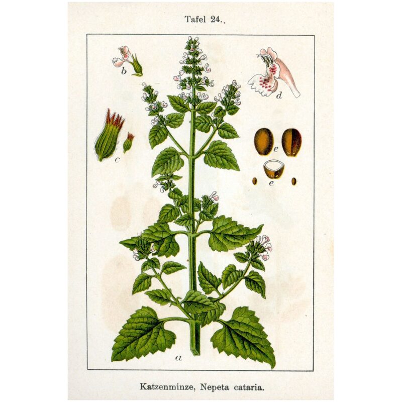 Illustration for Bulk Western Herbs Catnip Leaf