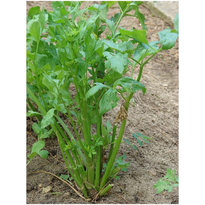 Identification Image for Bulk Western Herbs Celery Seed