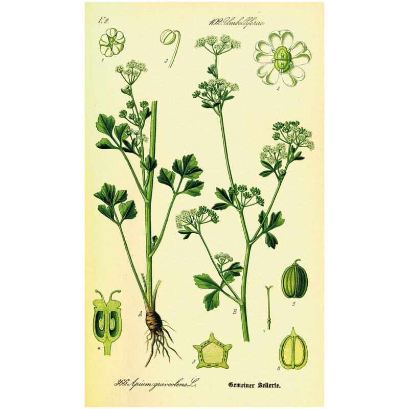 Illustration for Bulk Western Herbs Celery Seed