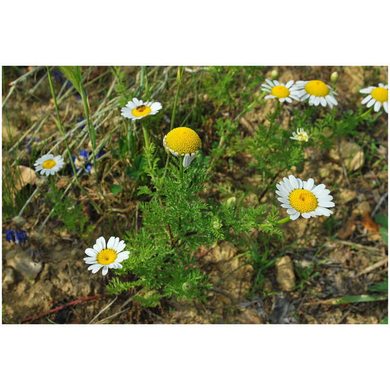 Identification Image for Bulk Western Herb Chamomile