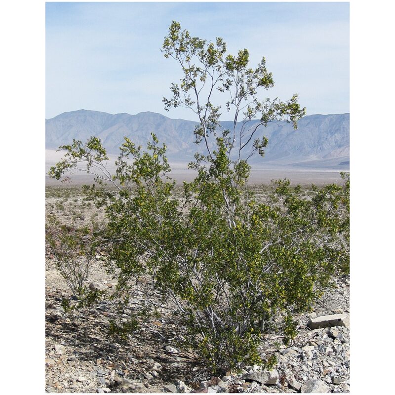 Identification Image for Bulk Western Herbs Chaparral Leaf