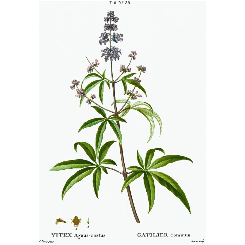 Illustration for Bulk Western Herbs Chaste Tree Berries