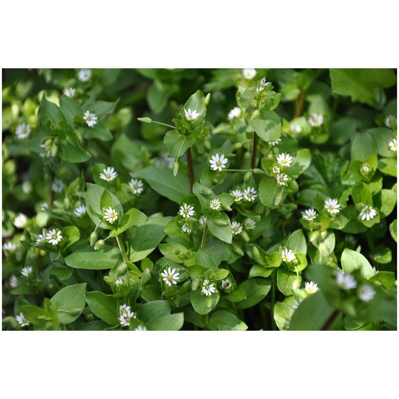 Identification Image for Bulk Western Herbs Chickweed