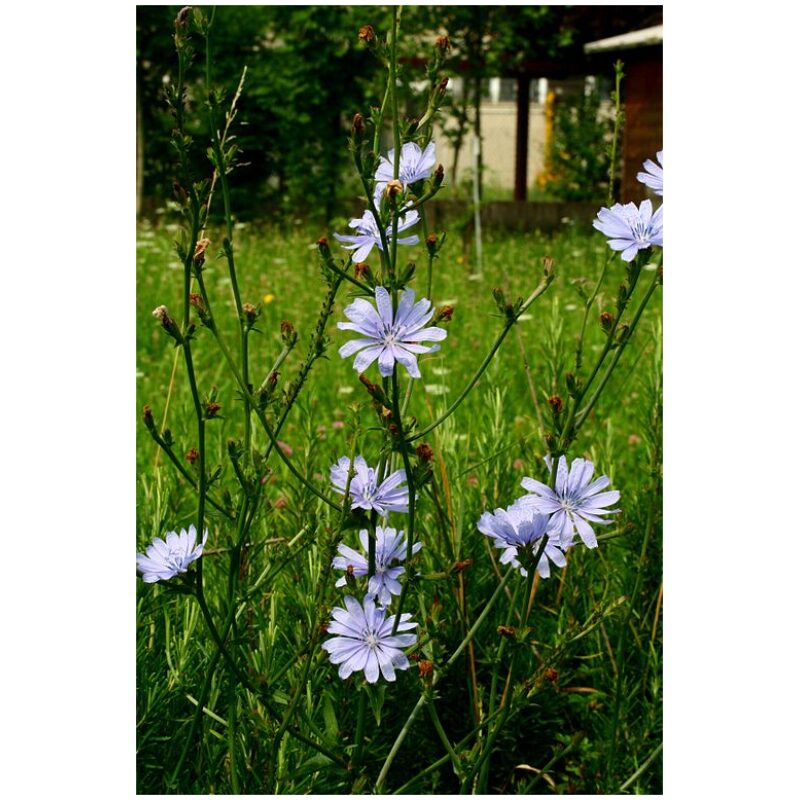 Identification Image for Bulk Western Herbs Chicory Root