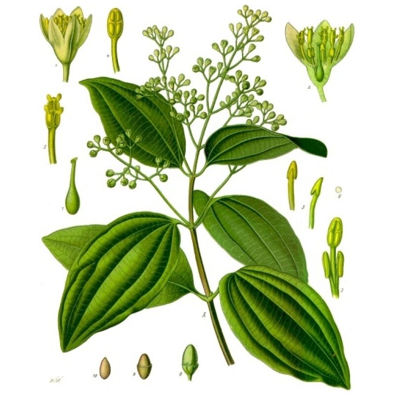 Illustration for Bulk Western Herbs Cinnamon