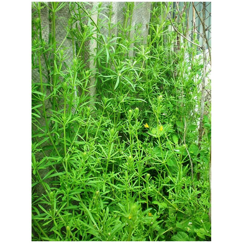 Identification Image for Bulk Western Herbs Cleavers