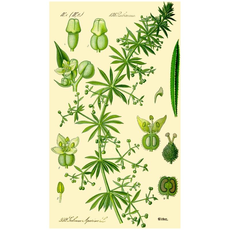 Illustration for Bulk Western Herbs Cleavers