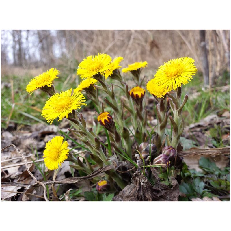 Identification Image for Bulk Western Herbs Coltsfoot