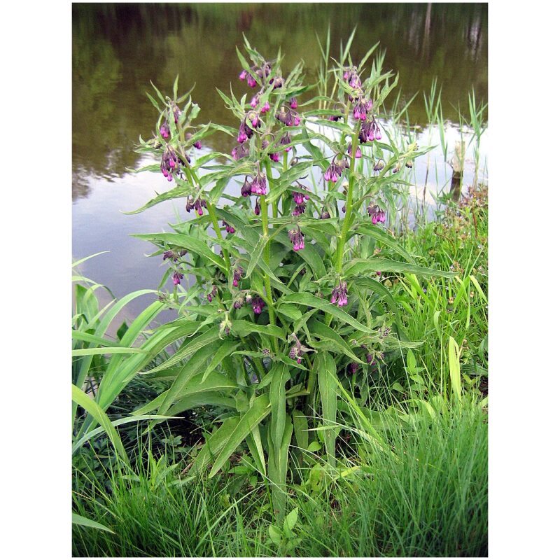 Identification Image for Bulk Western Herbs Comfrey