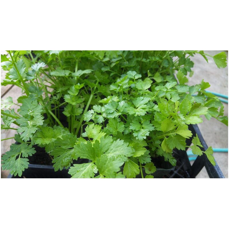 Identification Image for Bulk Westeern Herbs Coriander Seed