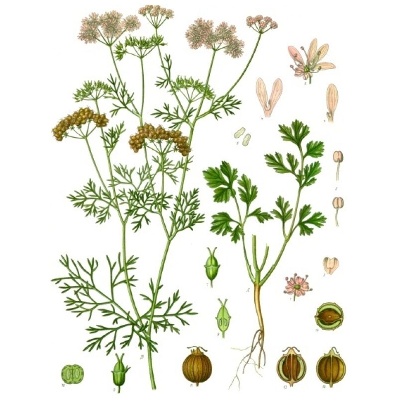 Illustration for Bulk Western Herbs Coriander Seed