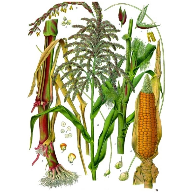 Illustration for Bulk Western Herbs Cornsilk