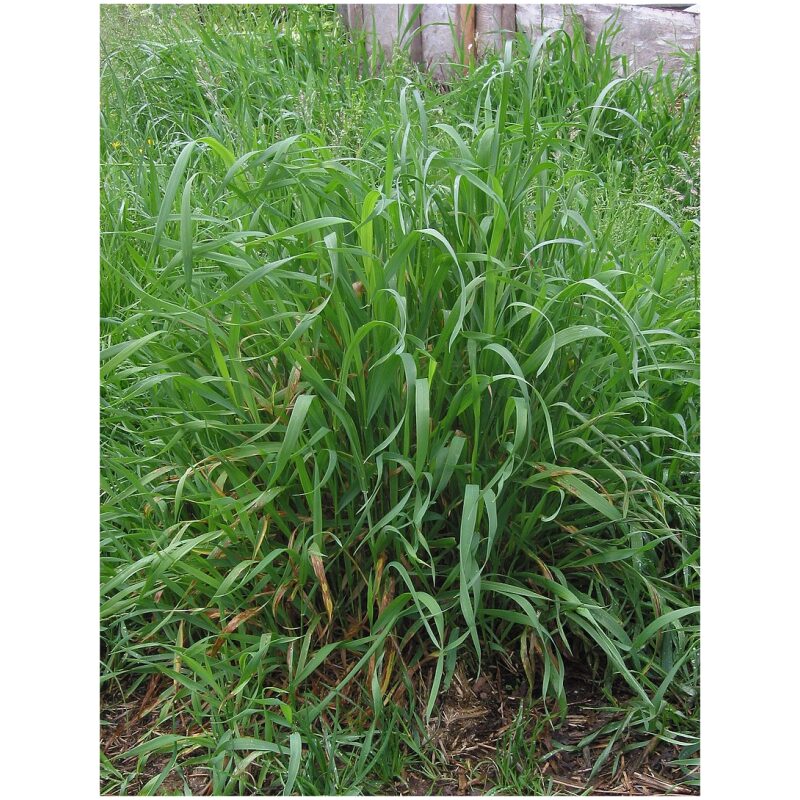 Identification Image for Bulk Western Herbs Couchgrass Root