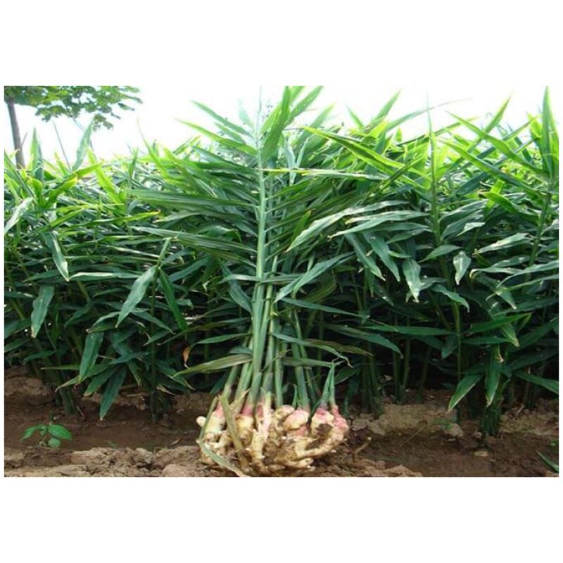 Indentification Image for Bulk Western Herbs Cystallized Ginger