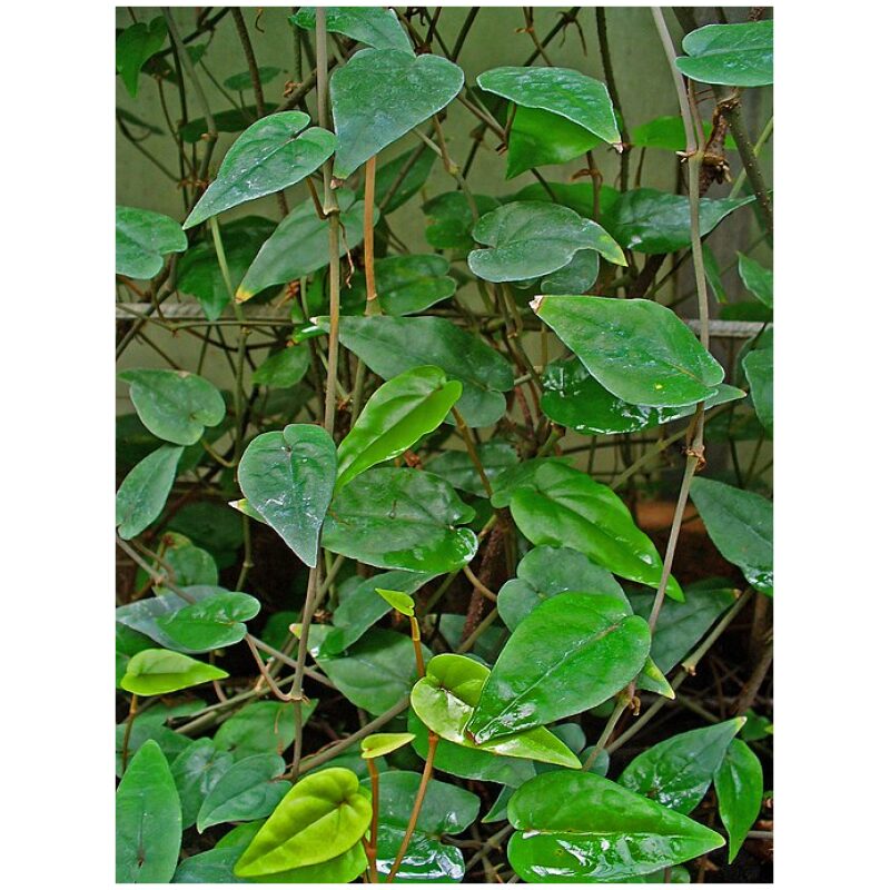 Identification Image for Bulk Western Herbs Cubeb Berries