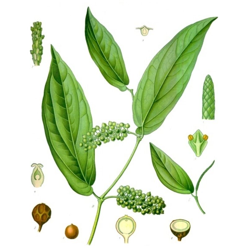 Illustration of Bulk Western Herbs Cubeb Berries