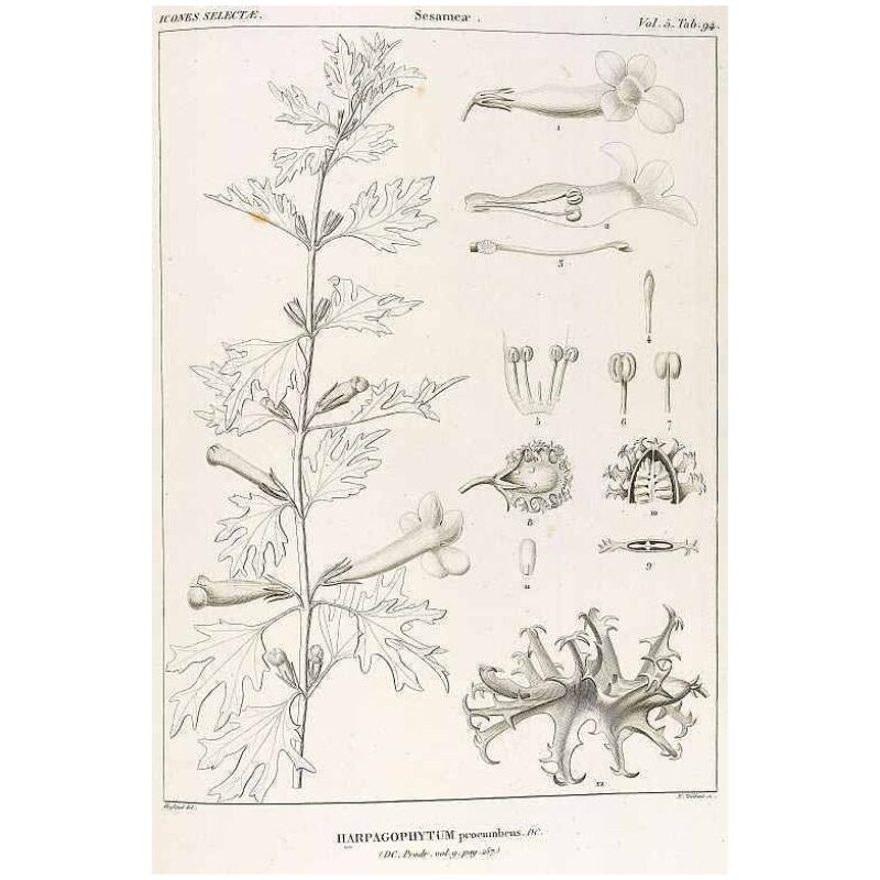 Botanical Illustration for Bulk Western Herbs Devil's Claw Root