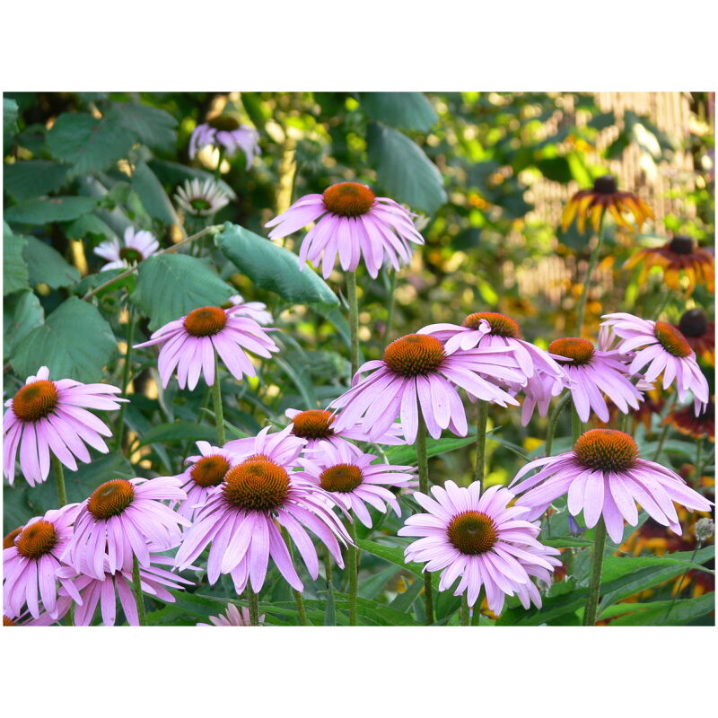 Identification Image for Bulk Western Herbs Echinacea