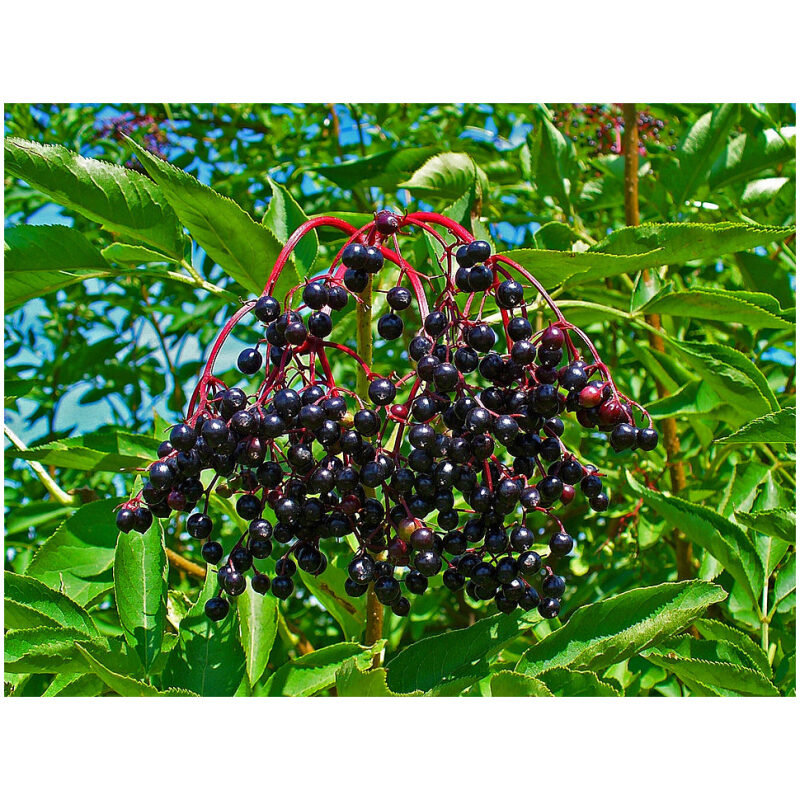 Identification Image for Bulk Western Herbs Elder Berries