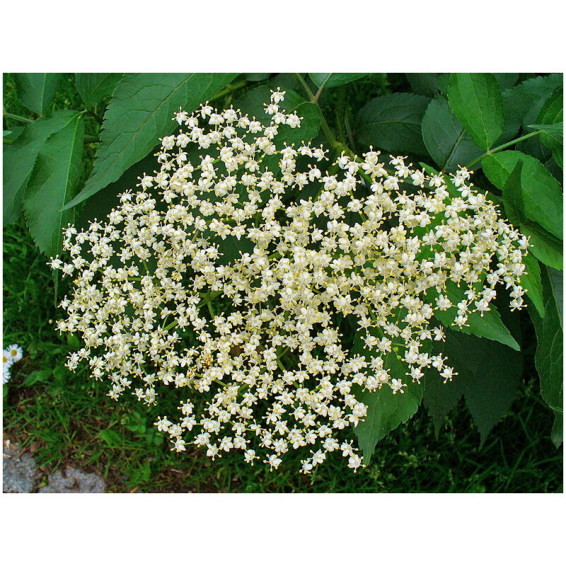 Identificaiton Image for Bulk Western Herbs Elder Flower
