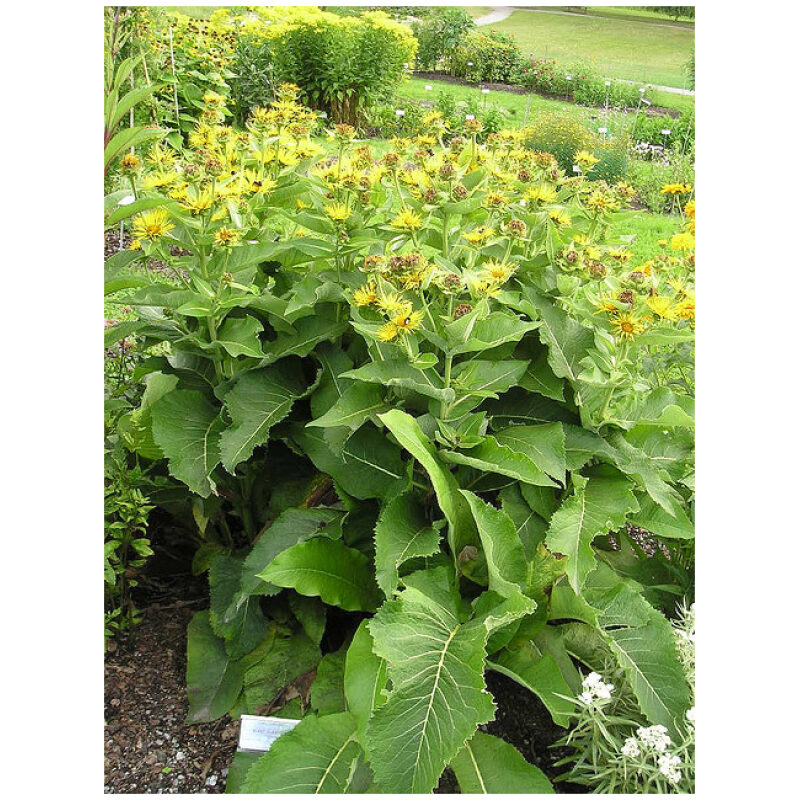 Identification Image for Bulk Westen Herbs Elecampane Root