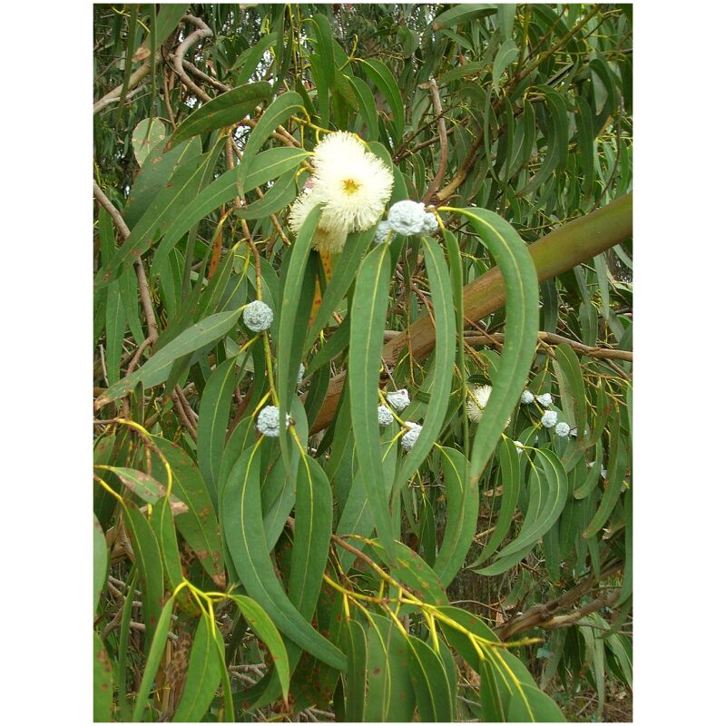 Identification Image for Bulk Western Herbs Eucalyptus Leaf