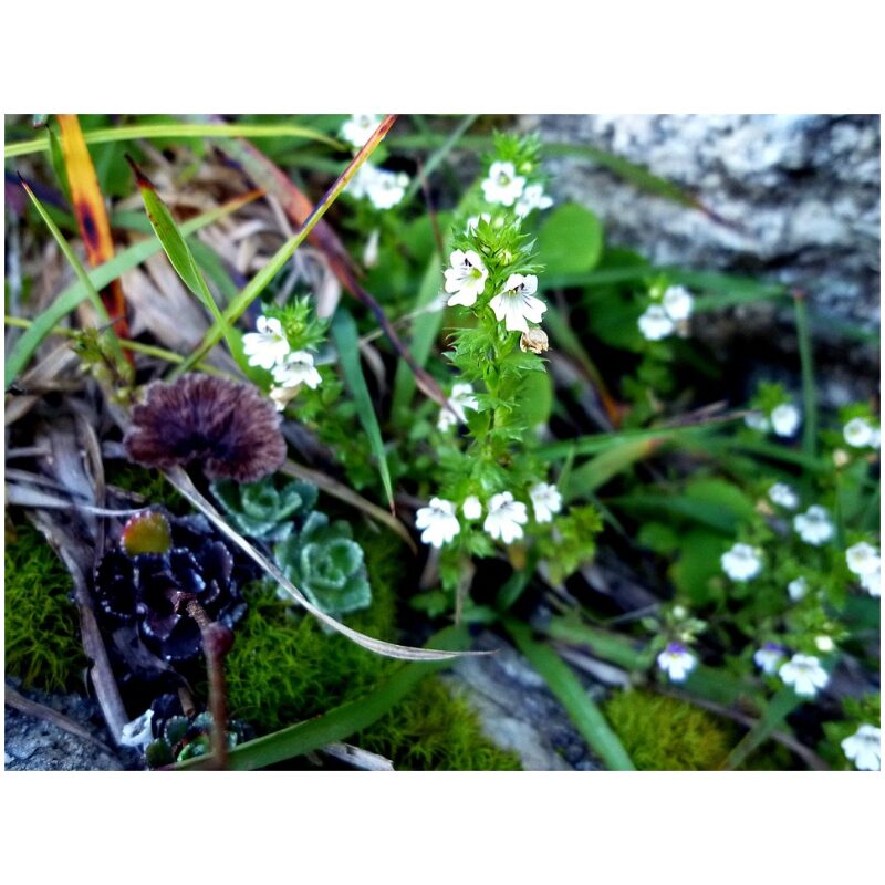 Identification Image for Bulk Western Herbs Eyebright