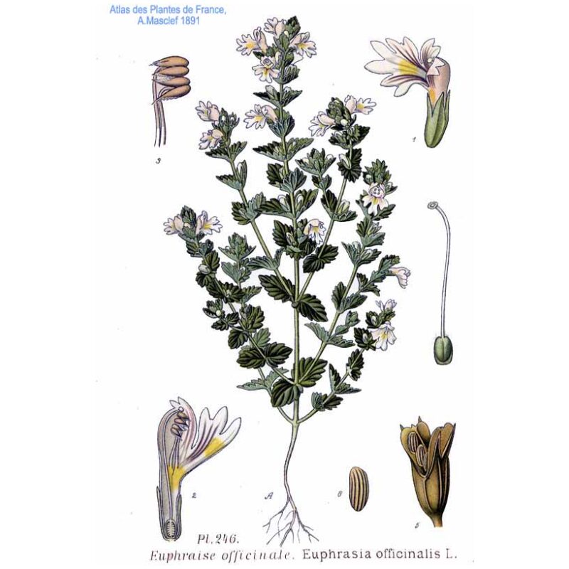 Botanical Illustration for Bulk Western Herbs Eyebright