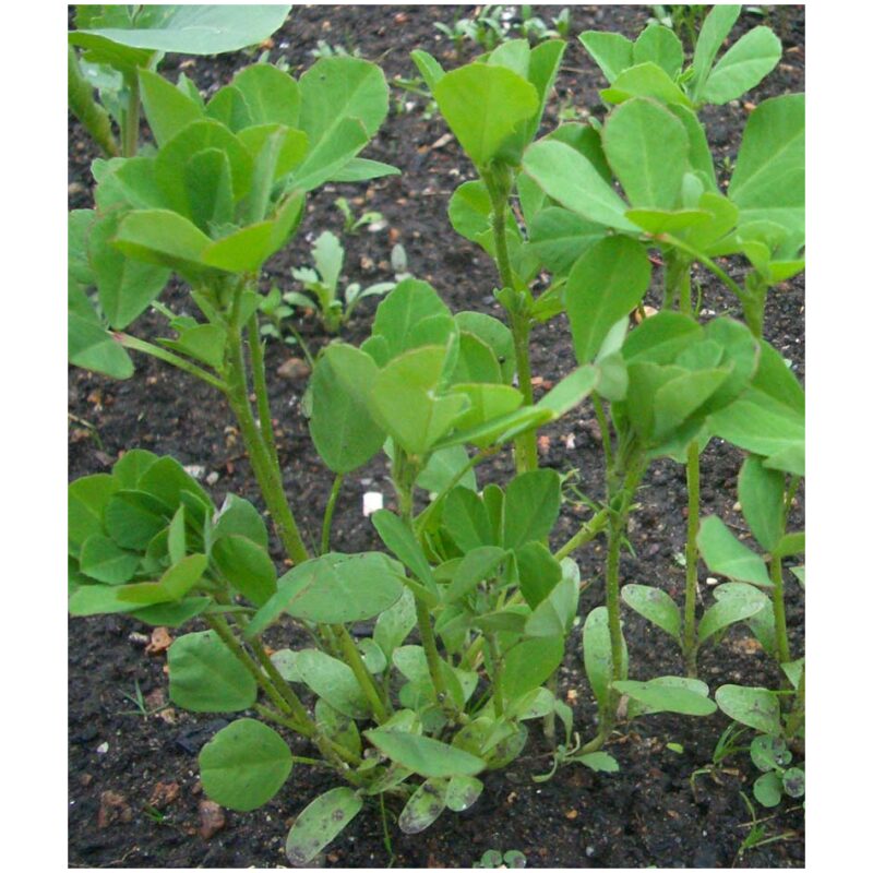 Identification Image for Bulk Western Herbs Fenugreek Seed