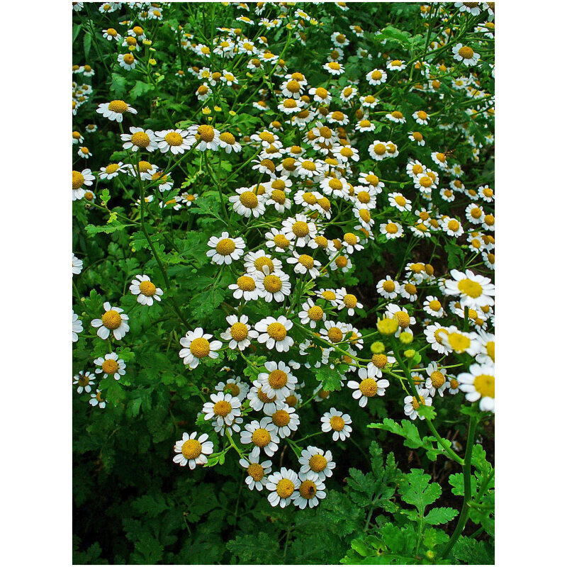 Identification Image for Bulk Western Herbs Feverfew