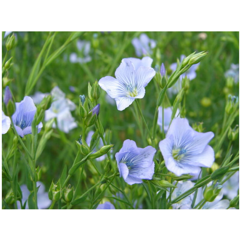 Identification Image for Bulk Western Herbs Flax Seed