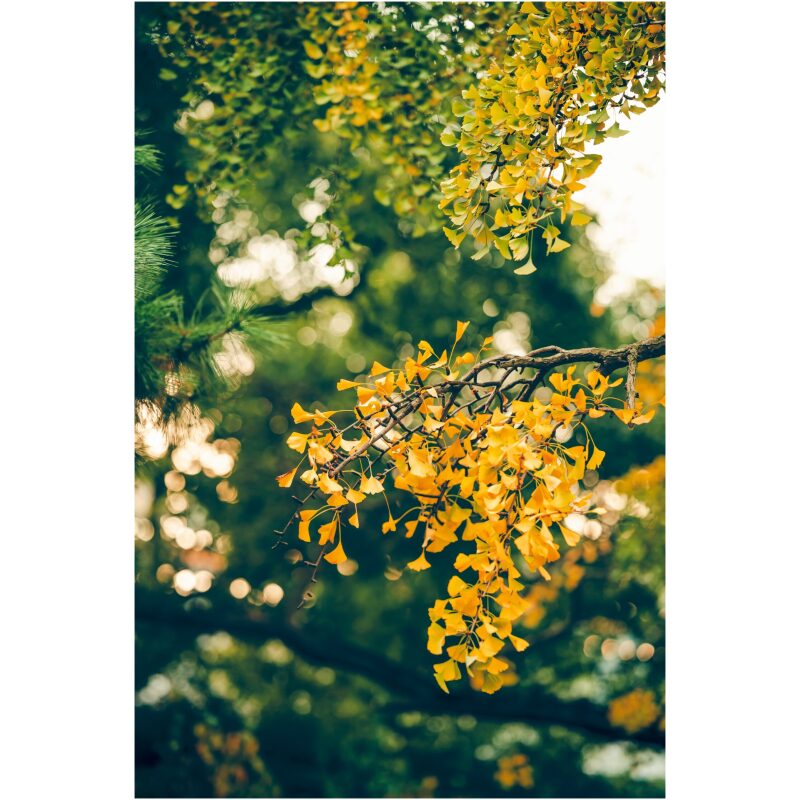 Identification Image for Bulk Western Herbs Ginkgo Leaf