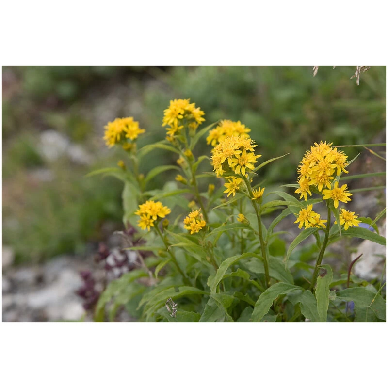 Identification Image for Bulk Western Hersb Goldenrod