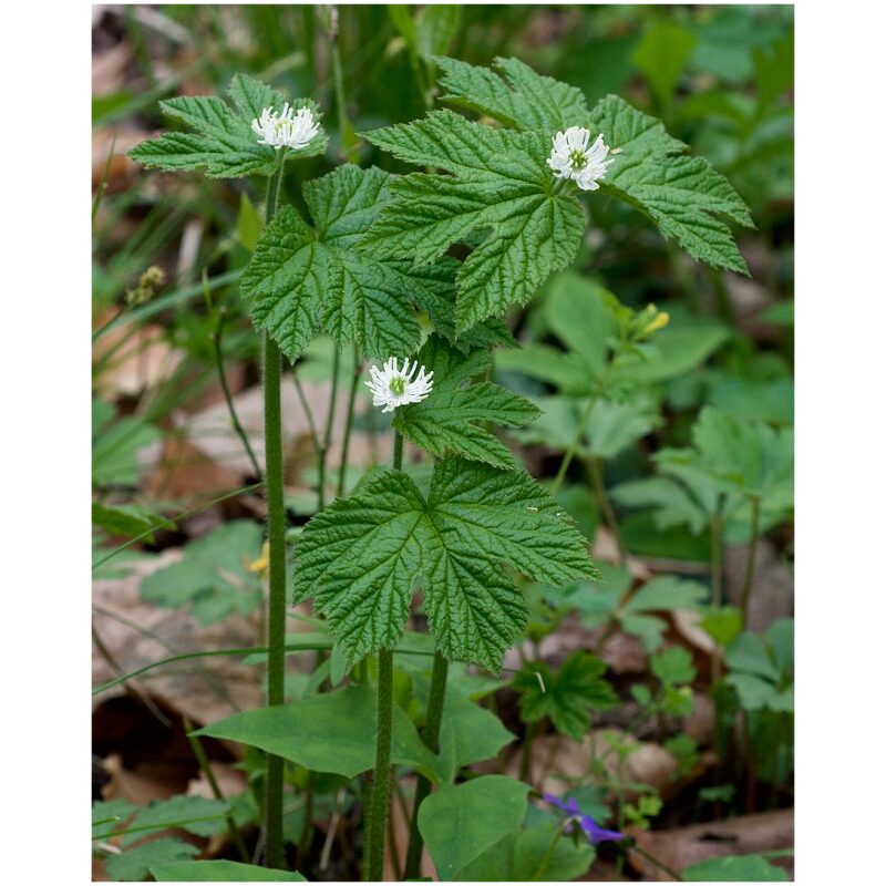 Identification Image for Bulk Western Herbs Goldenseal