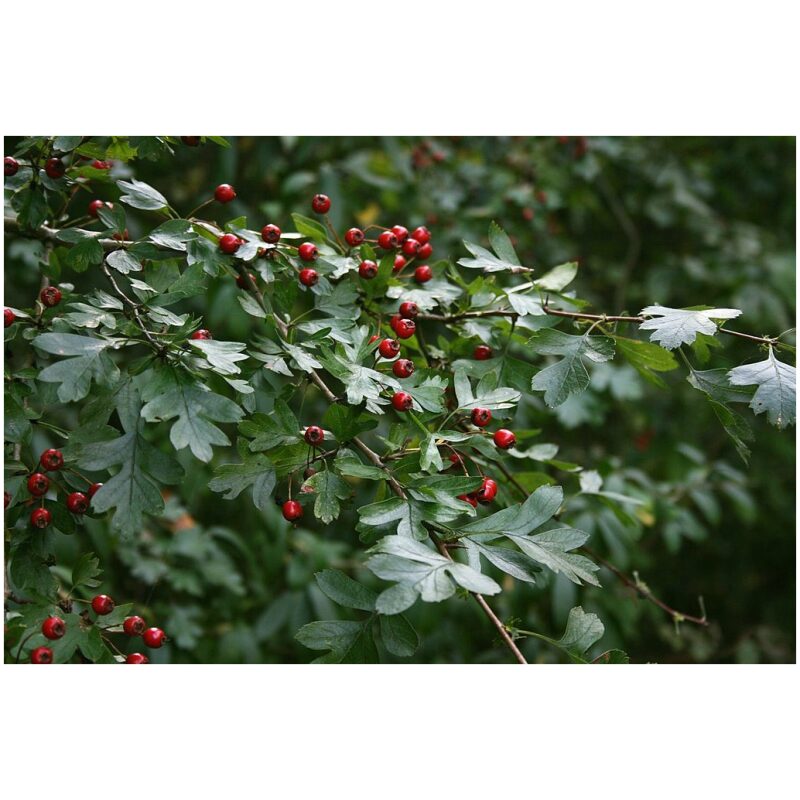 Identification Image for Bulk Western Herbs Hawthorn Berry