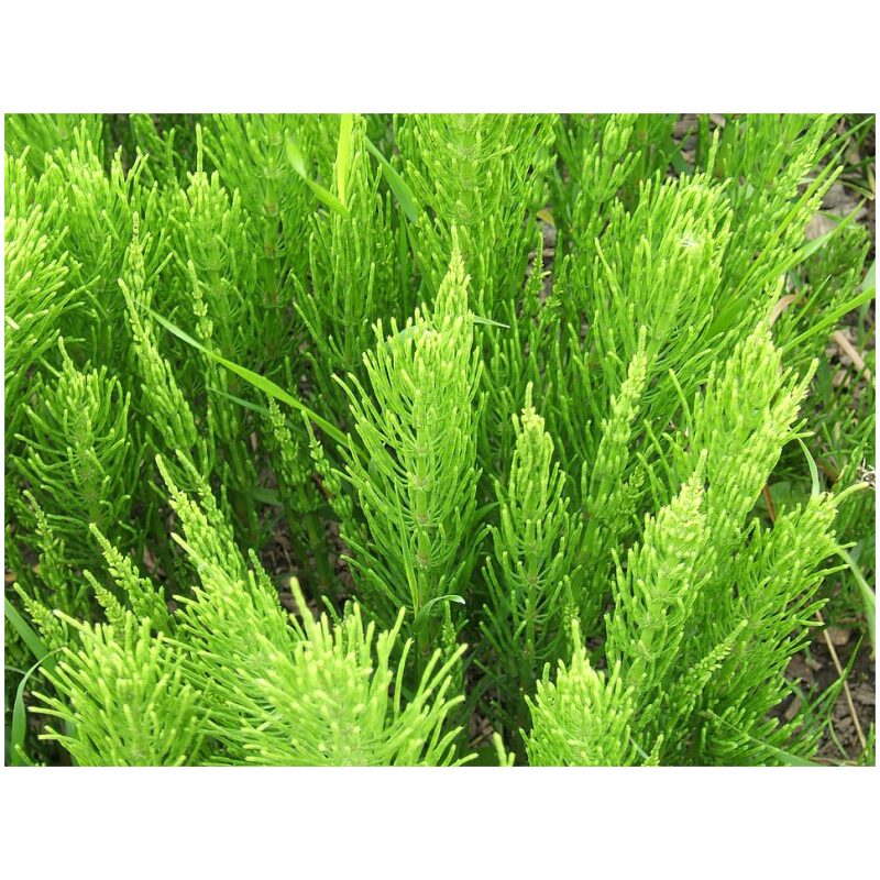 Identification Image for Bulk Western Herbs Horsetail