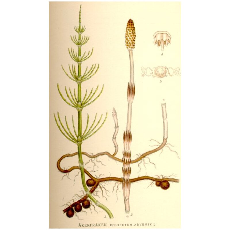 Illustration for Bulk Western Herbs Horsetail