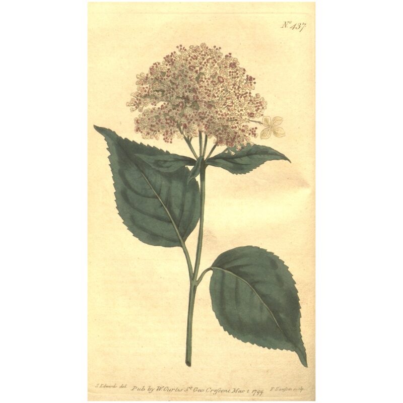 Illustration for Bulk Western Herbs Hydrangea Root