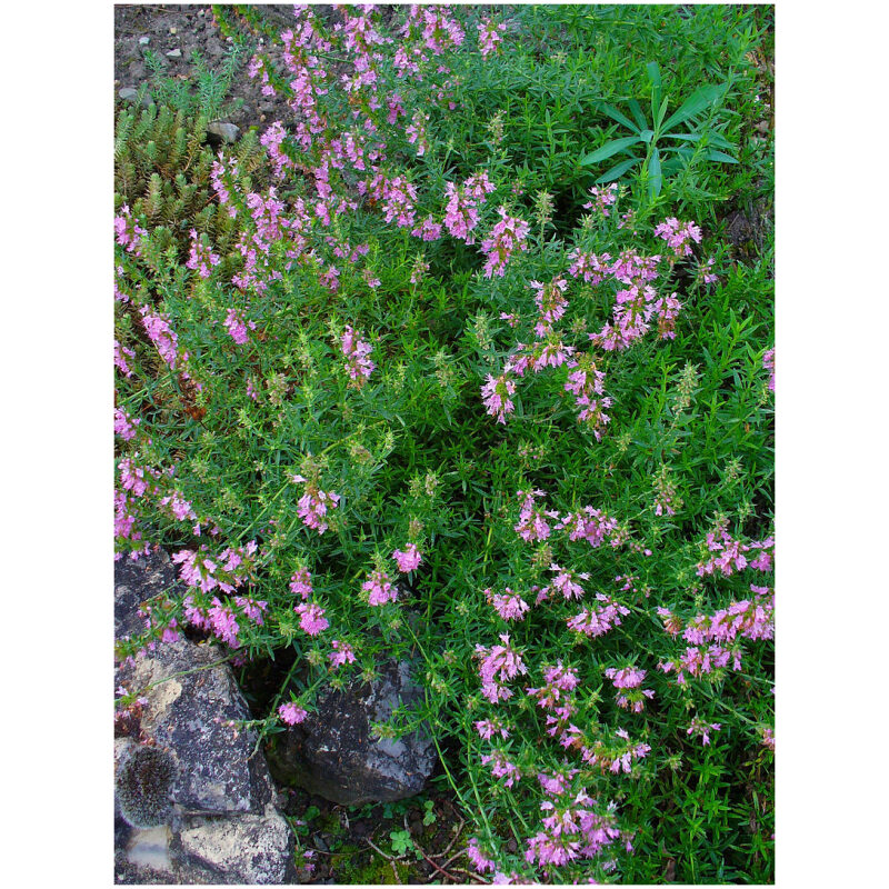 Identification Image for Bulk Western Herbs Hyssop