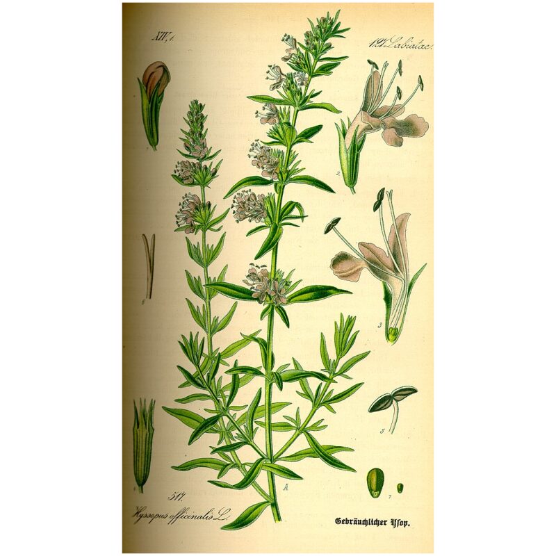 Botanical Illustration for Bulk Western Herbs Hyssop