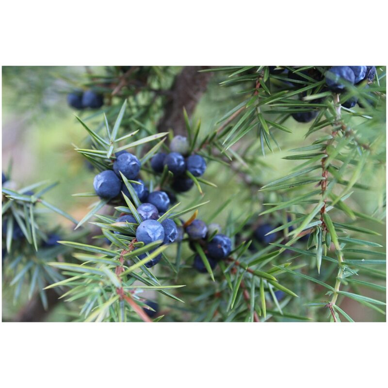 Identification Image for Bulk Western Herbs Juniper Berries