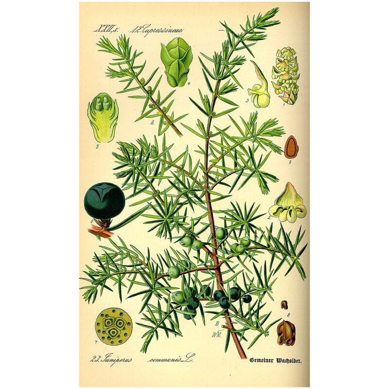 Illustration for Bulk Western Herbs Juniper Berries