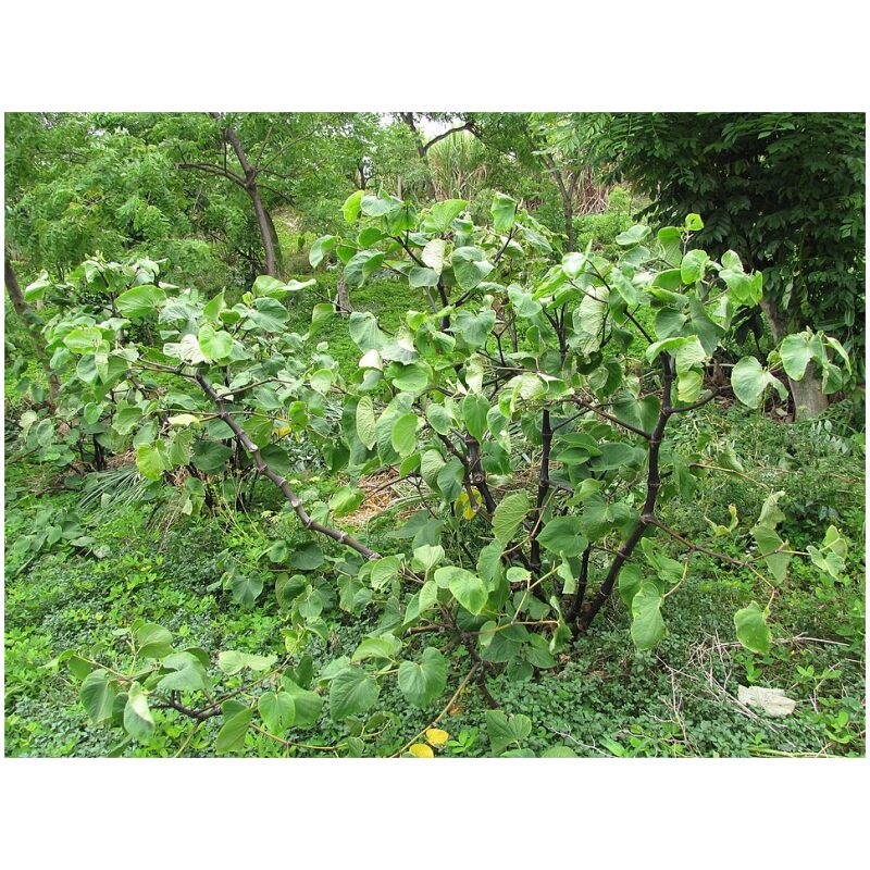 Identification Image for Bulk Western Herbs Kava Root