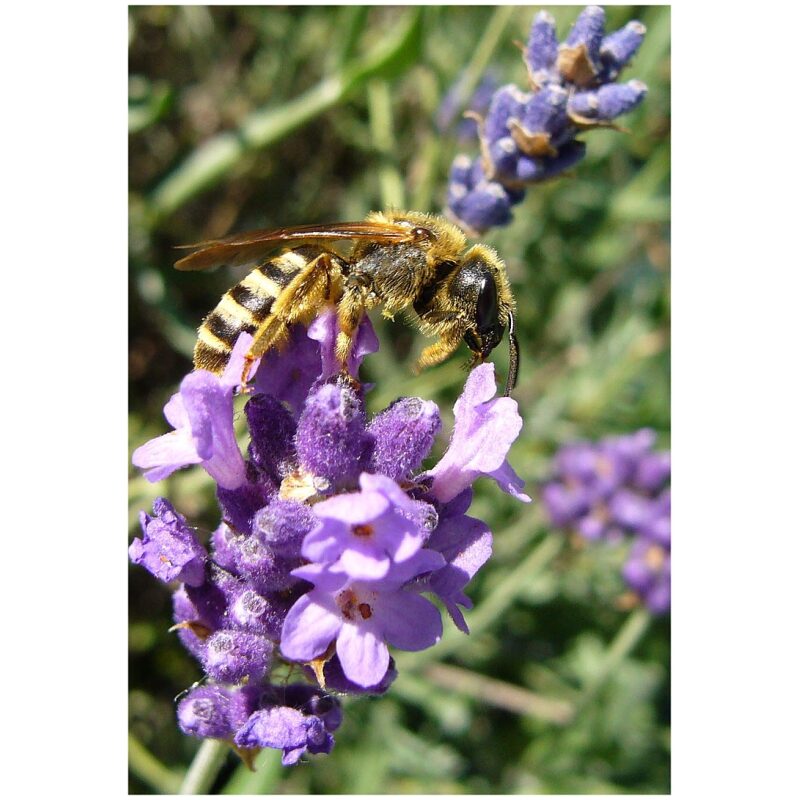 Identification Image for Bulk Western Herbs Lavender Flowers