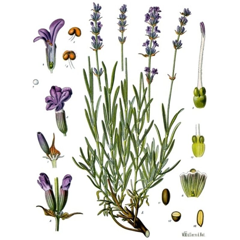 Illustration for Bulk Western Herbs Lavender Flowers