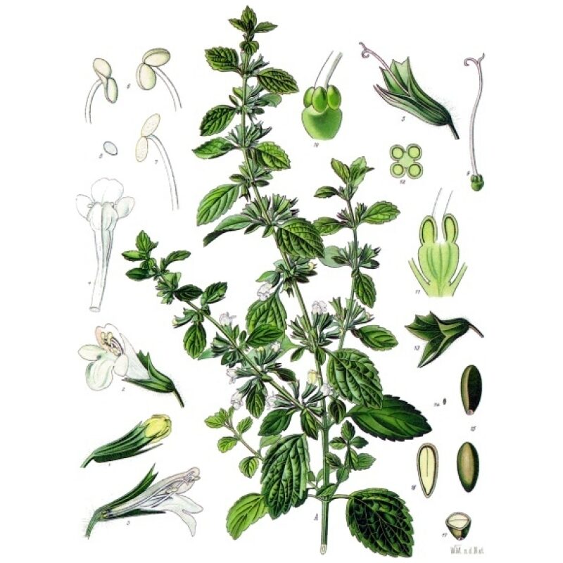 Illustration for Bulk Western Herbs Lemon Balm