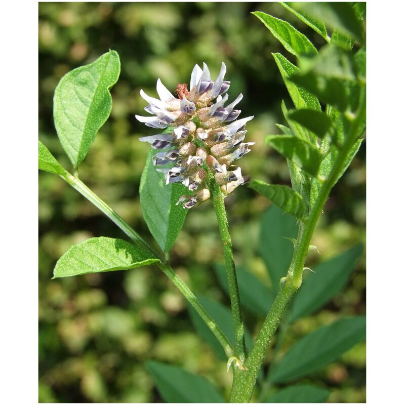 Identification Image for Bulk Western Herbs Licorice Root