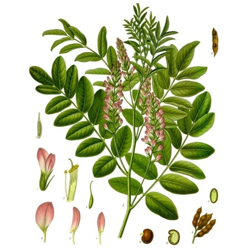 Illustration for Bulk Western Herbs Licorice Root