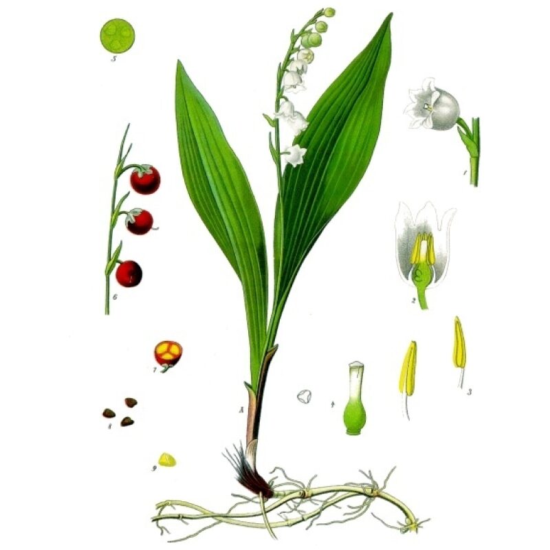 Illustration for Bulk Western Herbs Lily of the Valley
