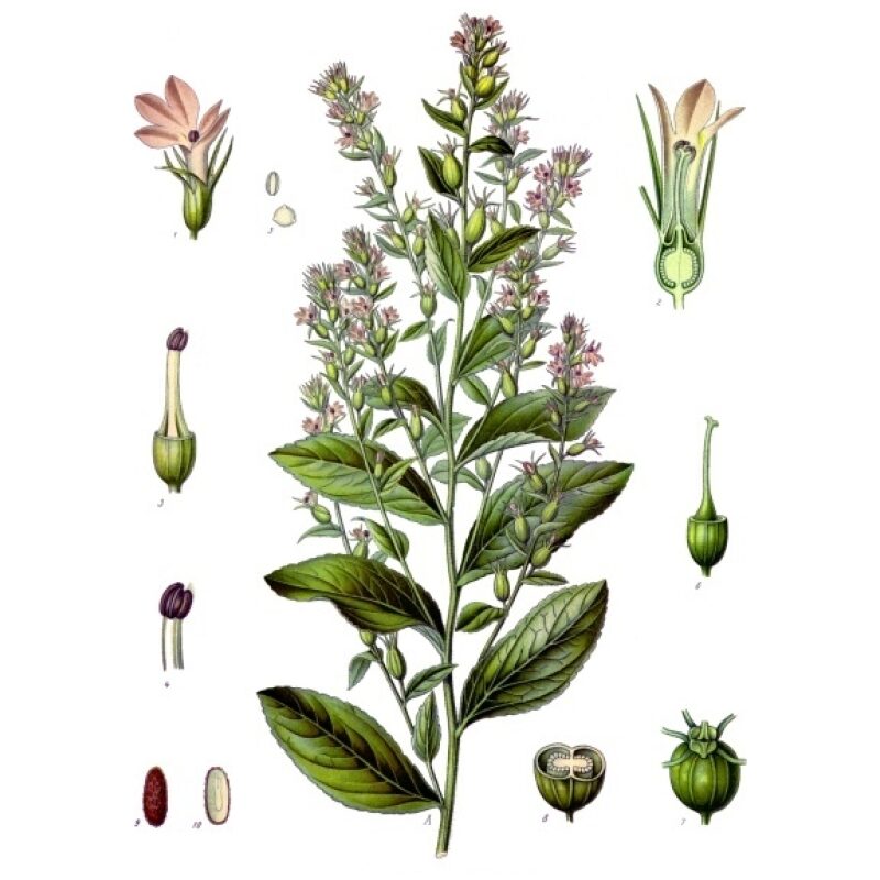 Illustration for Bulk Western Herb Lobelia